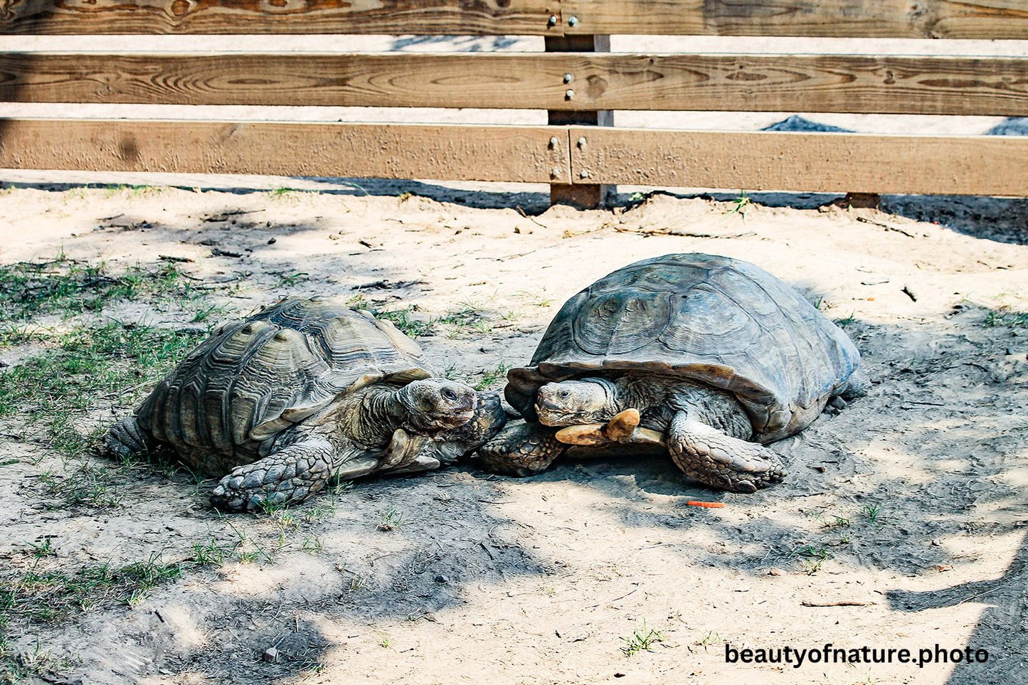 African Spurred Tortoise 1 Horizontal