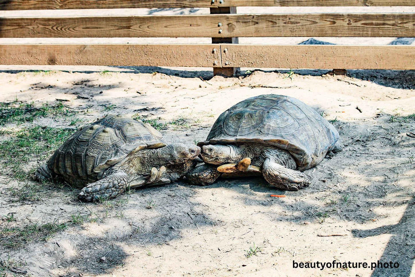 African Spurred Tortoise 2 Horizontal