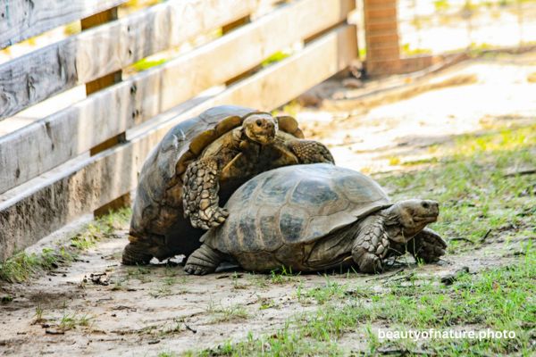 African Spurred Tortoises Mating Horizontal
