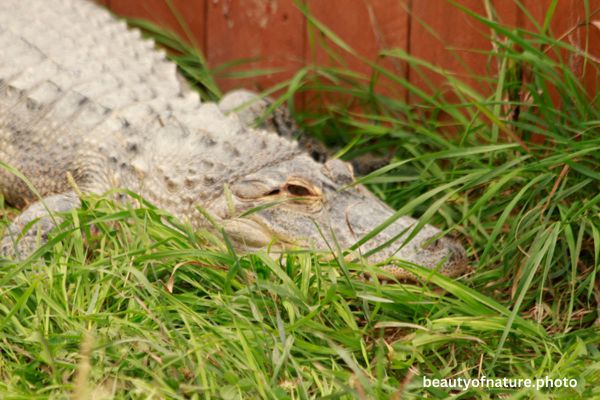 American Alligator 1 Horizontal