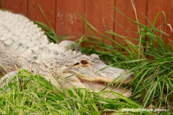 American Alligator 2 Horizontal