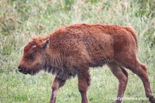American Bison Calf Horizontal