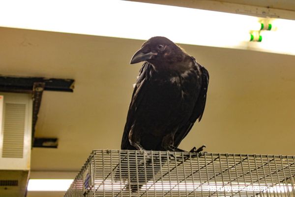 American Crow 2 Horizontal