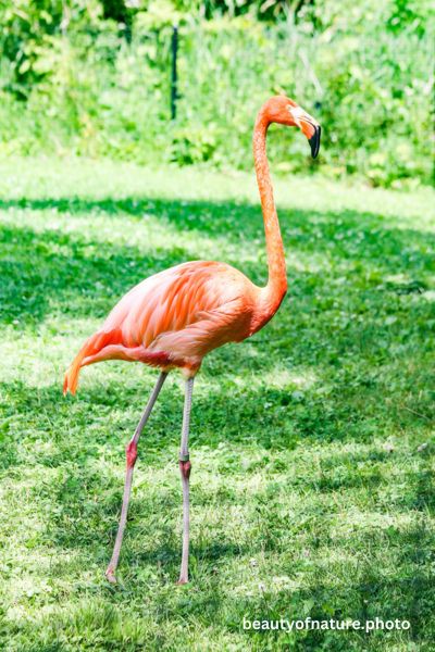 American Flamingo 1 Vertical