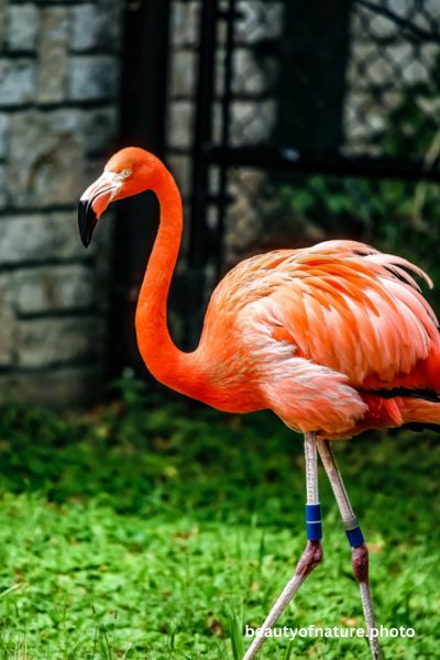 American Flamingo 2 Vertical