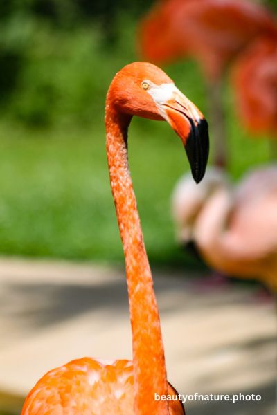 American Flamingo 4 Vertical