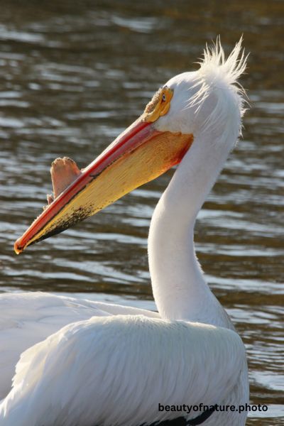American White Pelican Portrait 23-0862 Vertical Early Access Q4 2025