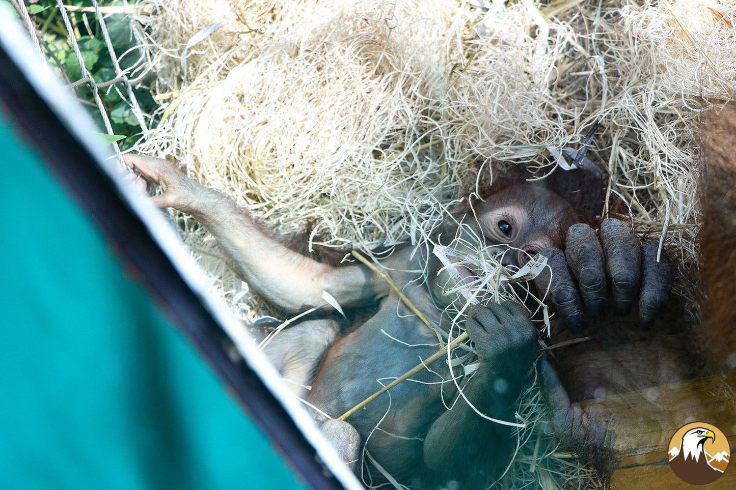 Baby Bornean Orangutan 13 Horizontal