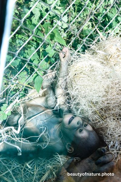 Baby Bornean Orangutan 15 Vertical