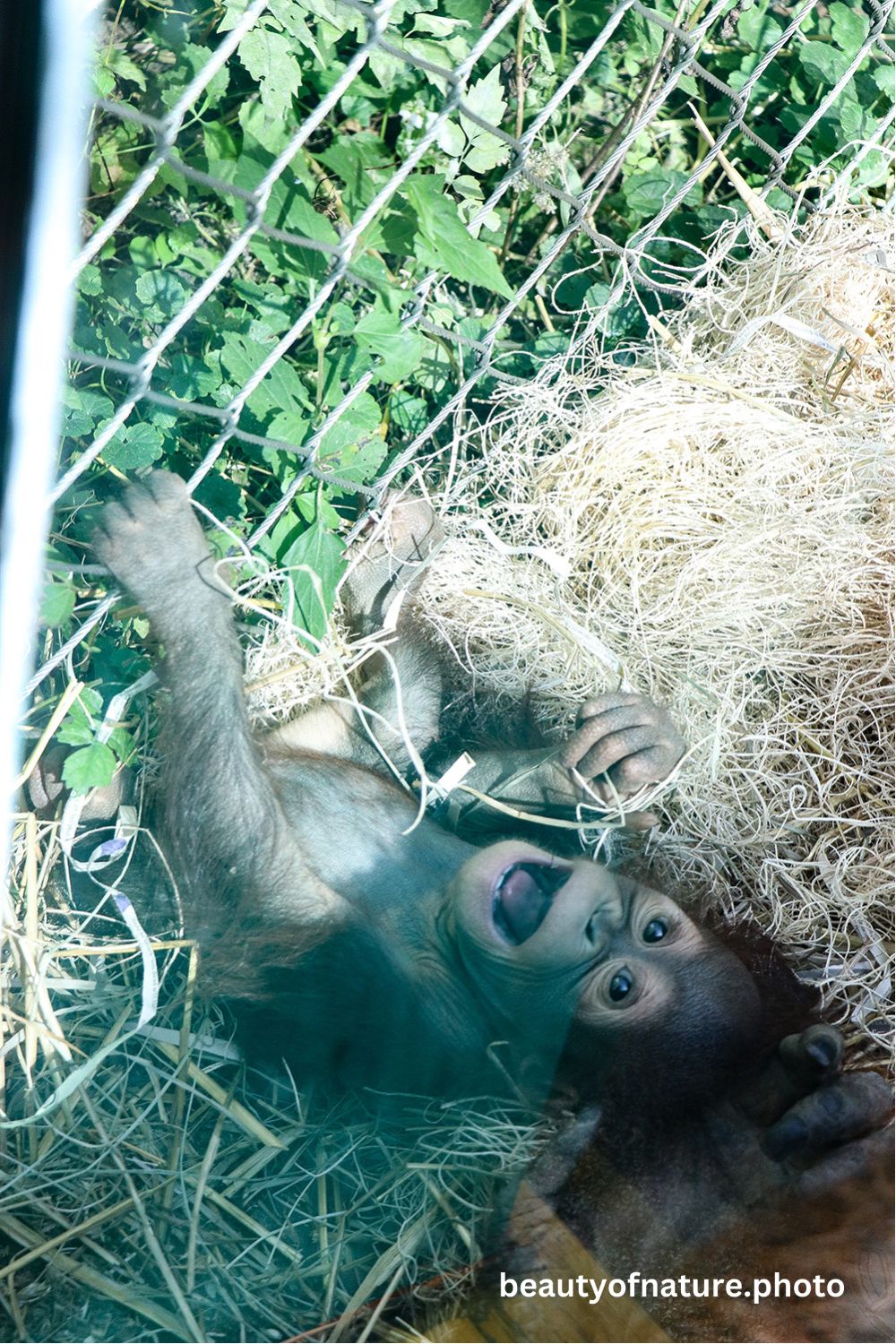 Baby Bornean Orangutan 8 Vertical