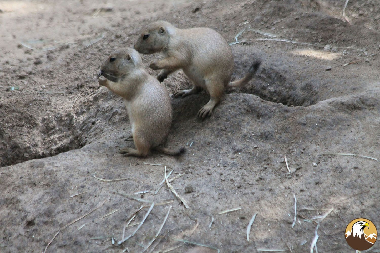 Prairie Dog Pup 2 1500X1000