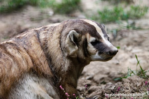 American Badger 1 Horizontal