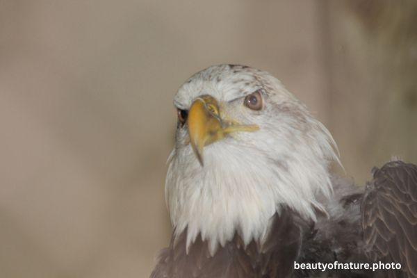 Eagle Facing 2 Horizontal