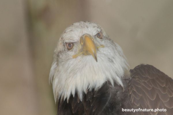 Eagle Facing 3 Horizontal