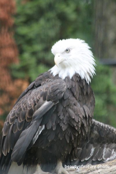 Eagle Facing 4 Vertical