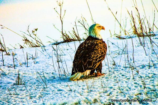 Eagle Profile 3 Horizontal