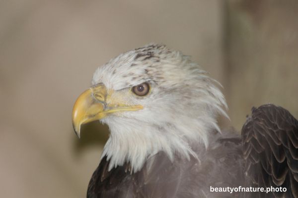 Eagle Profile 6 Horizontal