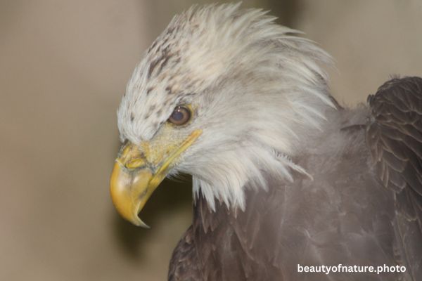 Eagle Profile 7 Horizontal
