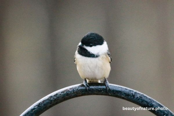 Black-capped Chickadee Portrait 23-9467 Horizontal Early Access Q4 2025