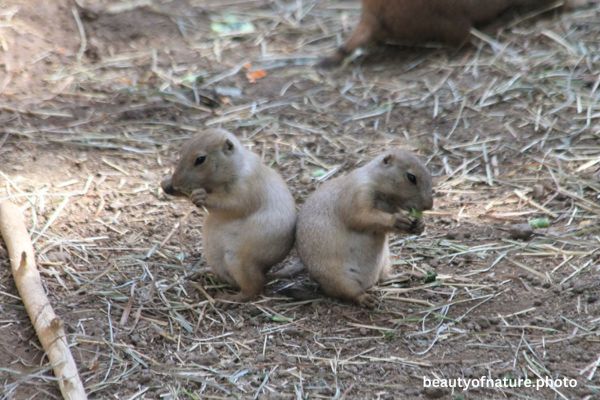 Black-tailed Prairie Dog Pup 1 Horizontal