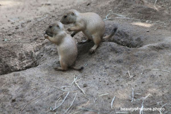 Black-tailed Prairie Dog Pup 2 Horizontal