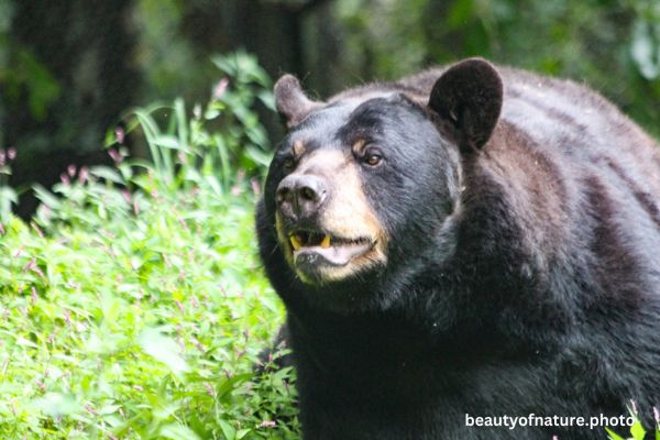 American Black Bear 1 Horizontal