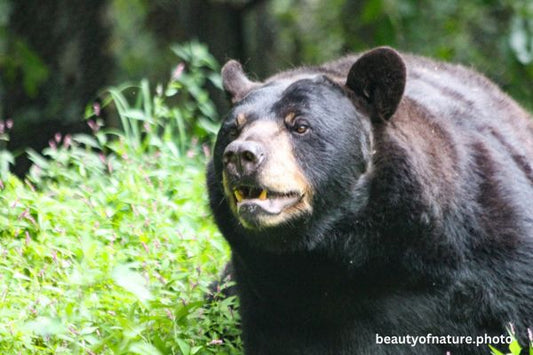 American Black Bear 1 Horizontal
