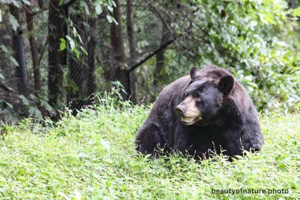American Black Bear 2 Horizontal