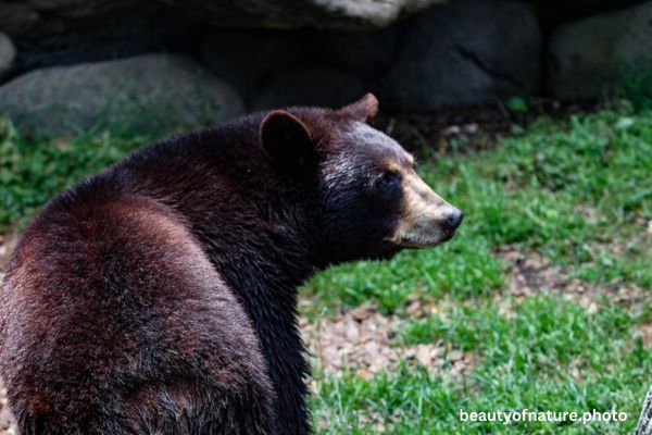 American Black Bear 3 Horizontal