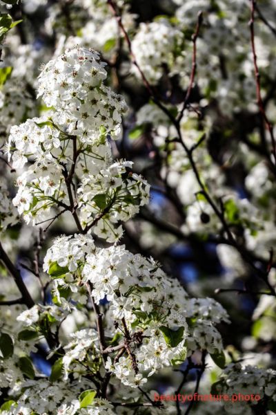 Blossom 1 Vertical