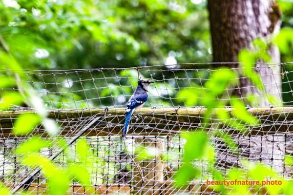Blue Jay Closeup 23-9005 Horizontal Early Access Q4 2025