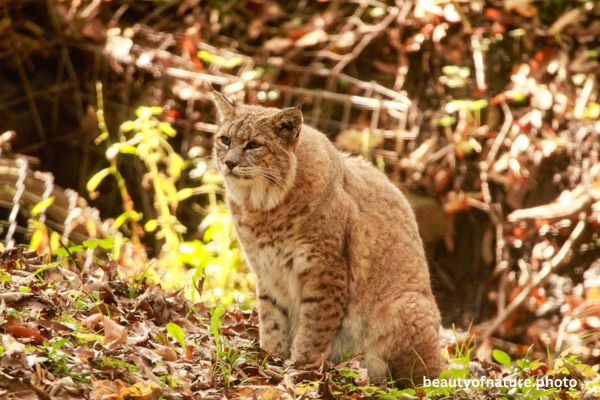 Bobcat 3 Horizontal