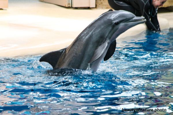 Dolphin 1 Horizontal