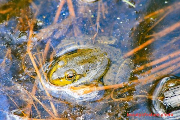 American Bullfrog Horizontal