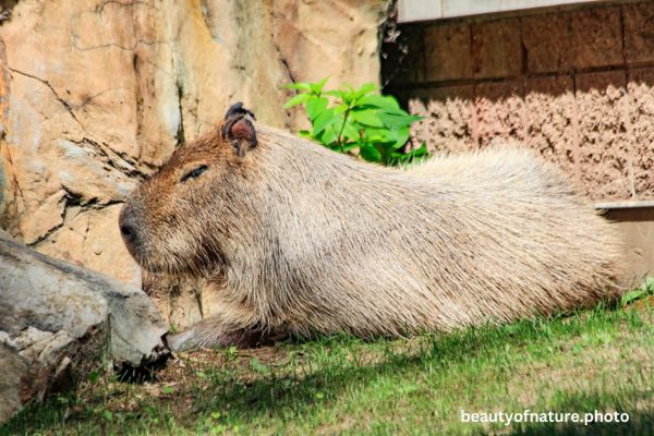 Capybara Horizontal