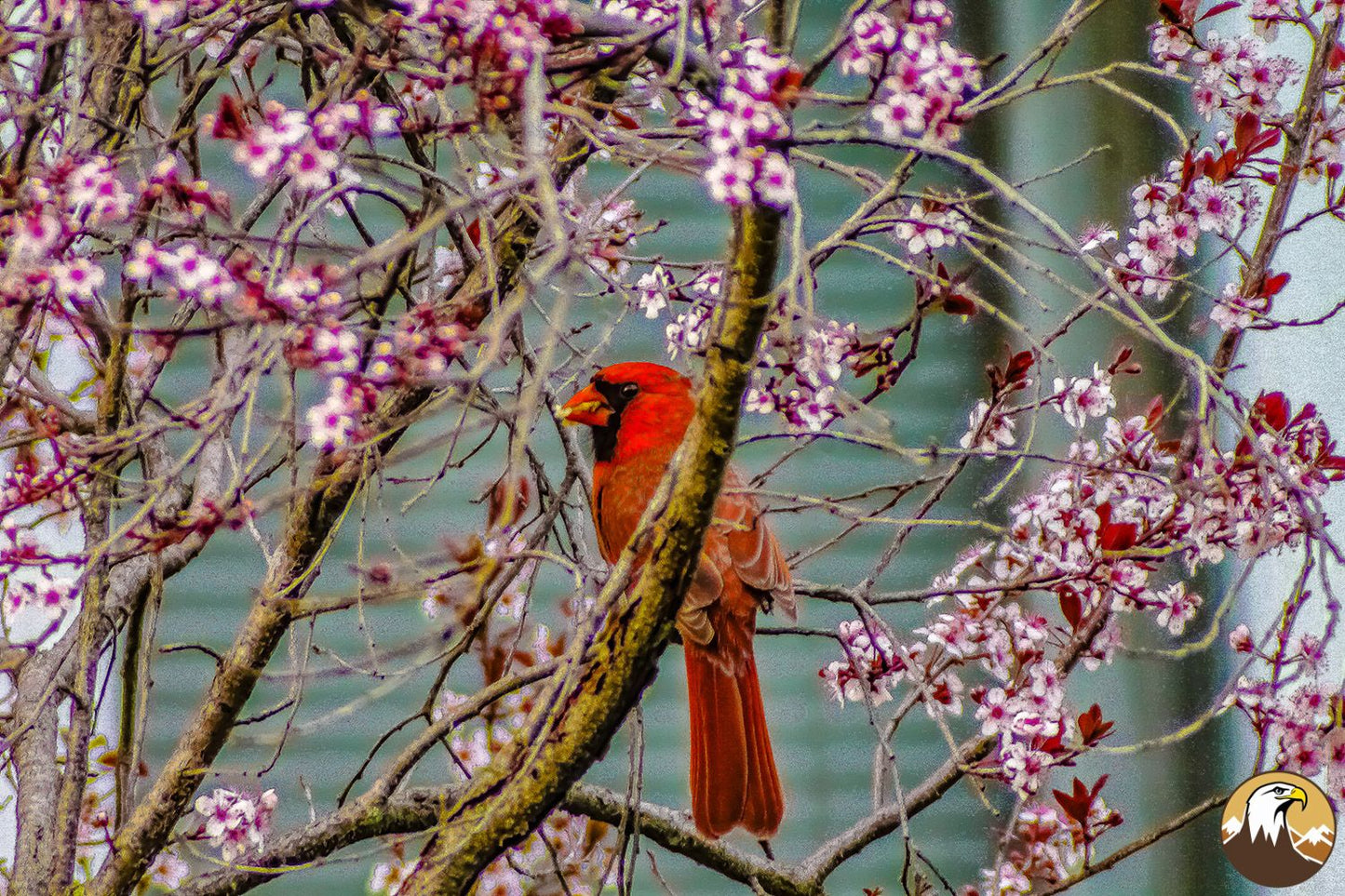 Cardinal 2 1500X1000