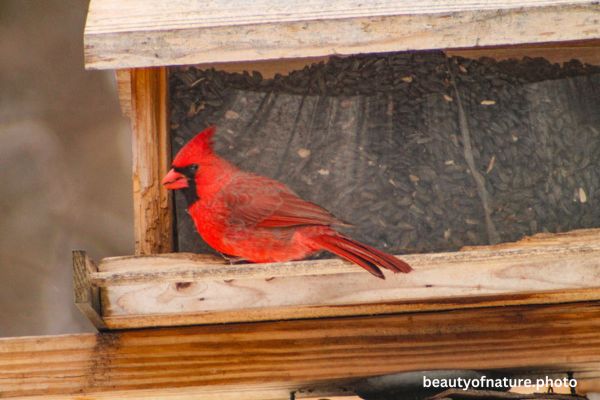 Cardinal 5 Horizontal