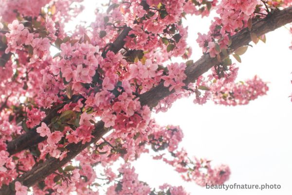 Cherry Blossom 1 Horizontal