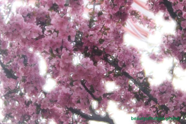 Cherry Blossom 2 Horizontal