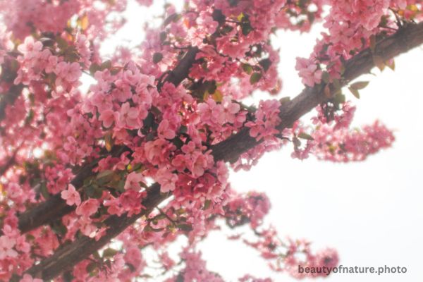 Cherry Blossom 3 Horizontal