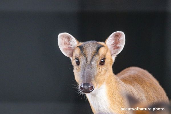 Chinese Muntjac 1 Horizontal