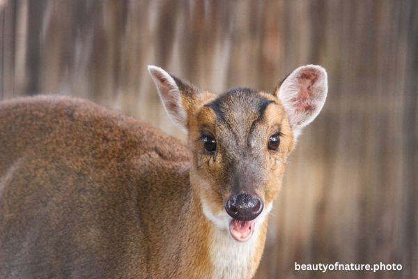 Chinese Muntjac 3 Horizontal