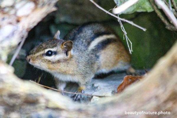 Eastern Chipmunk 1 Horizontal