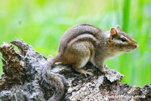 Eastern Chipmunk 2 Horizontal