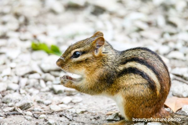 Eastern Chipmunk 5 Horizontal