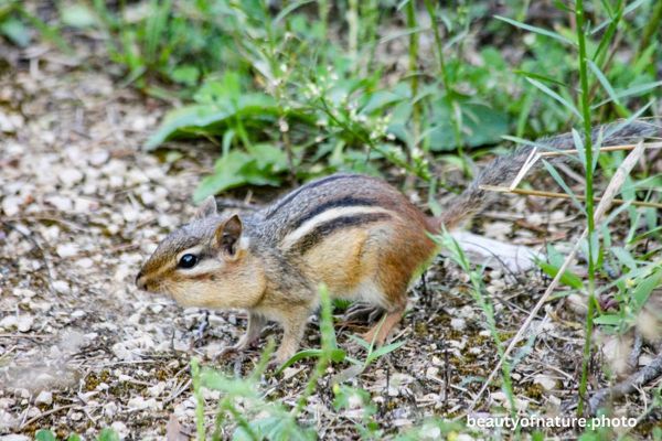 Eastern Chipmunk 7 Horizontal