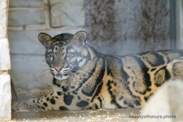 Clouded Leopard 1 Horizontal