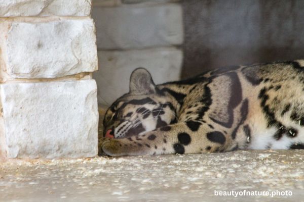Clouded Leopard 2 Horizontal