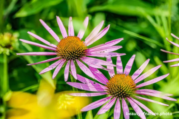 Purple Coneflower 2 Horizontal