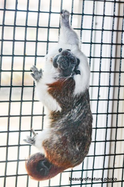 Cotton-topped Tamarin 1 Vertical